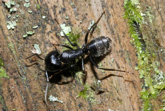 Operaia maggiore di Camponotus vagus